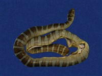 藏品(闊帶青斑海蛇)的圖片